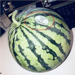 滨州吃瓜网红,带你领略美食与娱乐的双重魅力