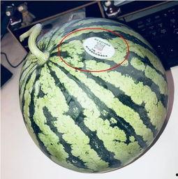 惠州网红吃瓜,揭秘当地美食文化新潮流