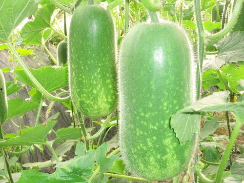 网红吃瓜微信号大全,微信号大全带你探秘娱乐圈幕后风云